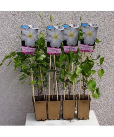 Clematis Gladys Picard  4L