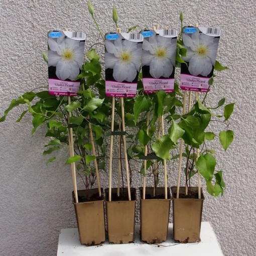 Clematis Gladys Picard  4L