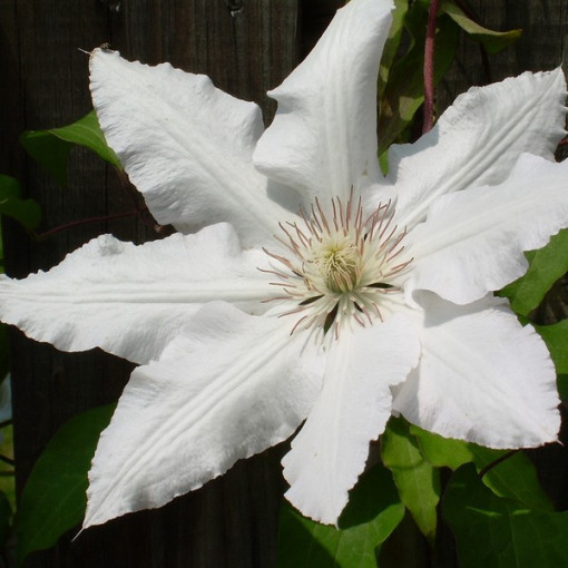 Clematis Gladys Picard  4L