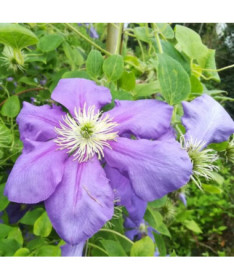 Clematis Generał Sikorski (large‑flowered)  4L