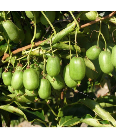 Kiwi Actinidia Issai (spiny-leaved) SELF-POLLINATING, pot 4L