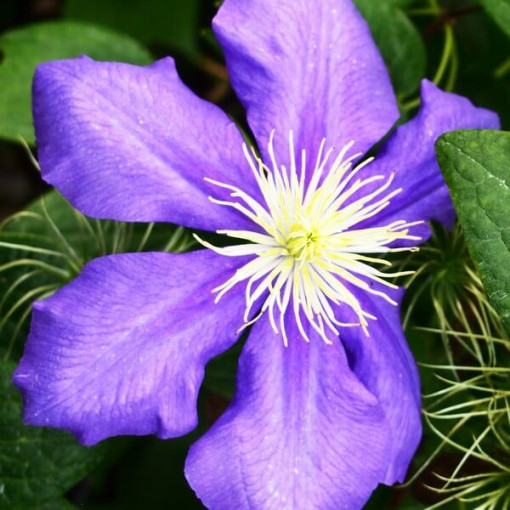 Clematis Generał Sikorski (large‑flowered)  4L