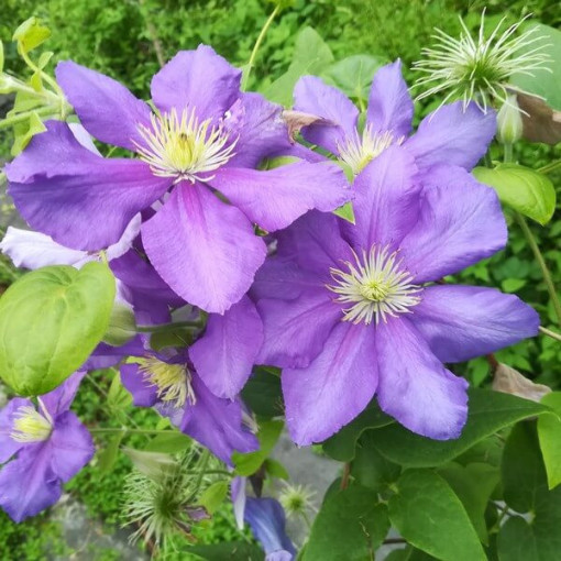Clematis Generał Sikorski (large‑flowered)  4L