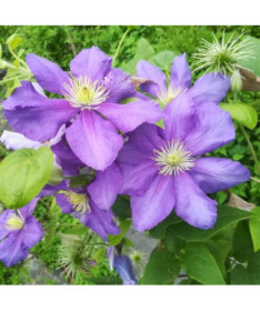 Clematis Generał Sikorski (large‑flowered)  2L