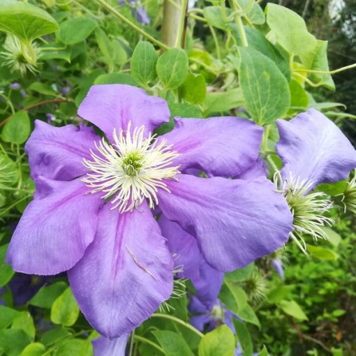 Clematis Generał Sikorski (large‑flowered)  2L