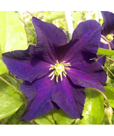 Clematis 'Etoile Violette' P9/C1