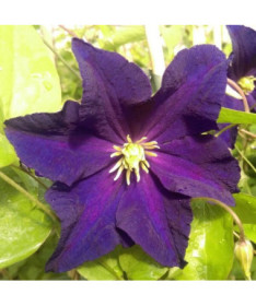 Clematis 'Etoile Violette' P9/C1