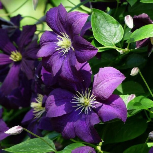 Clematis 'Etoile Violette' P9/C1