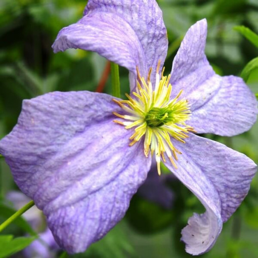 Clematis Emilia Plater (viticella)  2L