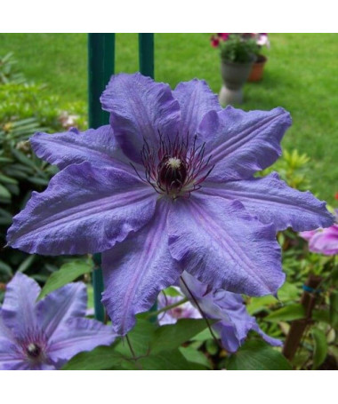 Clematis Dzieci Warszawy (large‑flowered)  4L