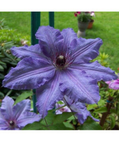 Clematis Dzieci Warszawy (large‑flowered)  4L
