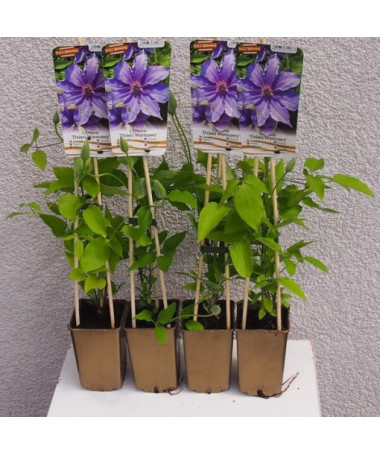 Clematis Dzieci Warszawy (large‑flowered)  4L