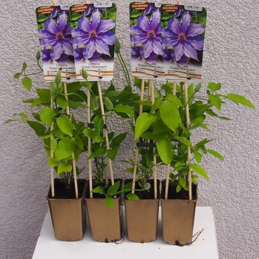 Clematis Dzieci Warszawy (large‑flowered)  4L