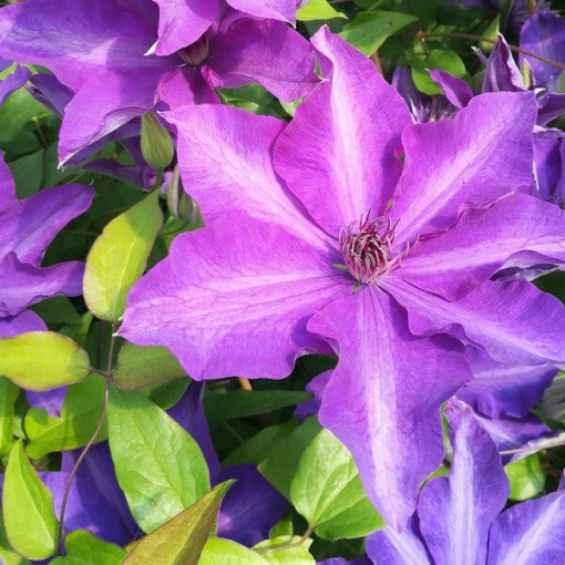 Clematis Dzieci Warszawy (large‑flowered)  4L