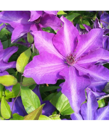 Clematis Dzieci Warszawy (large‑flowered)  2L