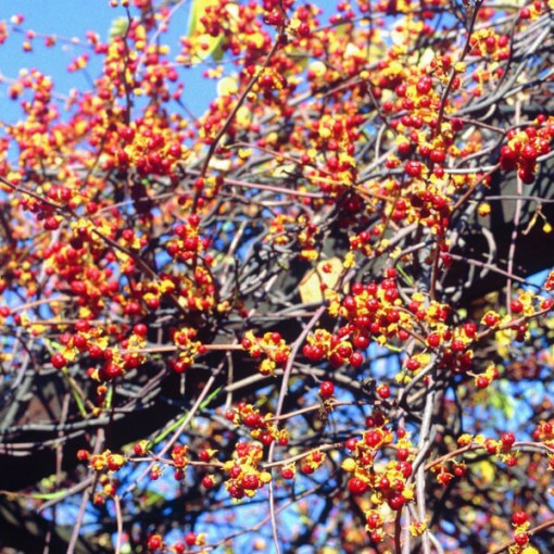 Female variety of the Actinidia plant, Diana, in a 2L pot.