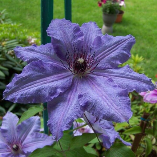 Clematis Dzieci Warszawy (large‑flowered)  2L