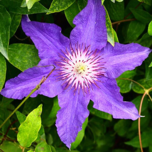 Clematis Dzieci Warszawy (large‑flowered)  2L