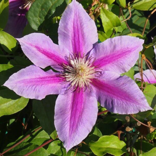 Clematis Dr. Ruppel (large-flowered)  2L