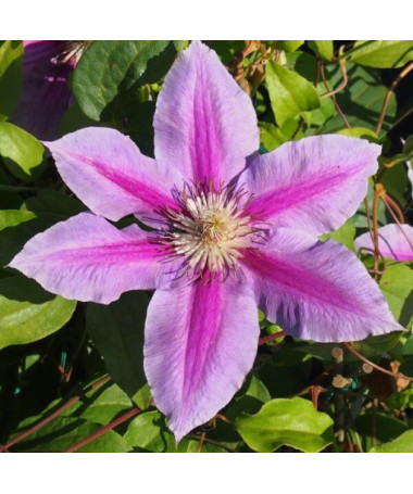 Clematis Dr. Ruppel (large-flowered)  4L