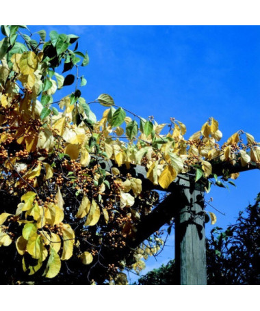 Female variety of the Actinidia plant, Diana, in a 2L pot.