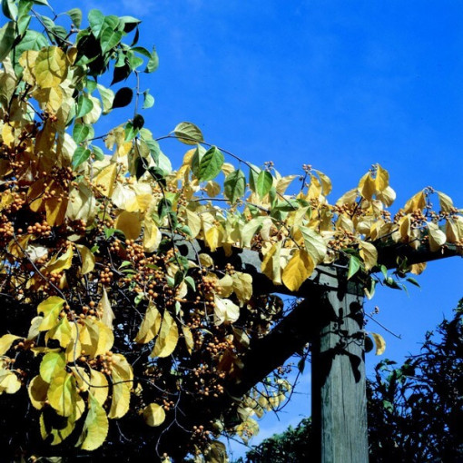 Female variety of the Actinidia plant, Diana, in a 2L pot.