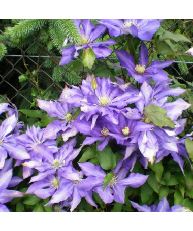 Clematis Daniel Deronda (large‑flowered) FULL  4L