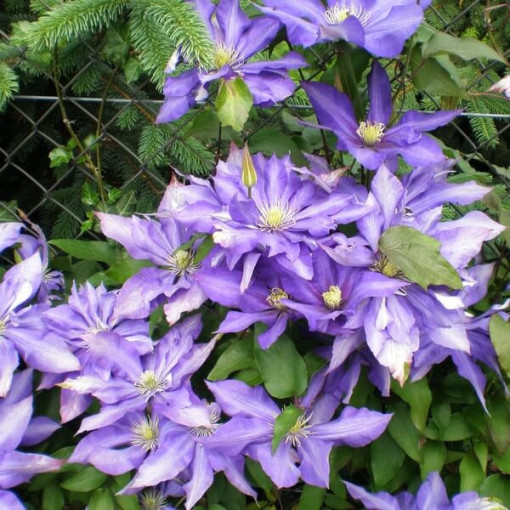Clematis Daniel Deronda (large‑flowered) FULL  4L