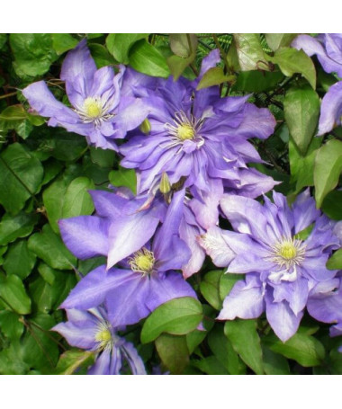 Clematis Daniel Deronda (large‑flowered) FULL  2L