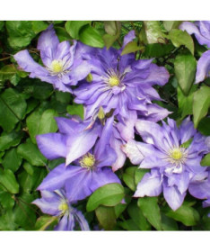 Clematis Daniel Deronda (large‑flowered) FULL  2L