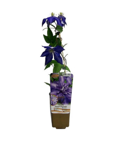 Clematis Daniel Deronda (large‑flowered) FULL  2L