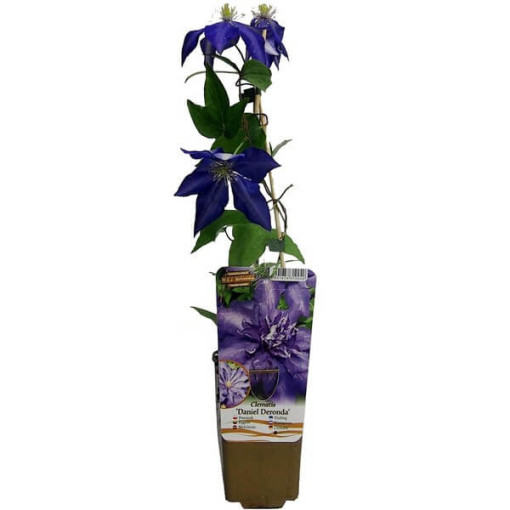 Clematis Daniel Deronda (large‑flowered) FULL  2L