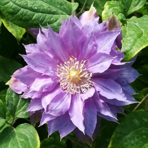 Clematis Daniel Deronda (large‑flowered) FULL  2L