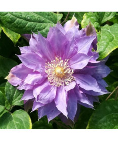 Clematis 'Daniel Deronda' (large-flowered) DOUBLE P9/C1