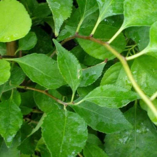 Female variety of the Actinidia plant, Diana, in a 2L pot.