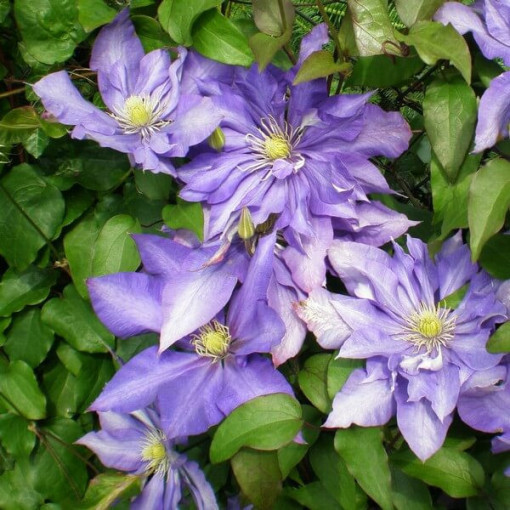 Clematis 'Daniel Deronda' (large-flowered) DOUBLE P9/C1