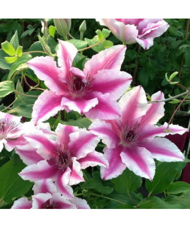 Clematis Carnaby (large‑flowered)  4L