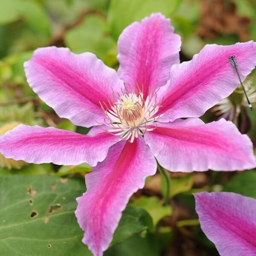Clematis Carnaby (large‑flowered)  2L