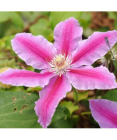 Clematis Carnaby (large‑flowered)  2L