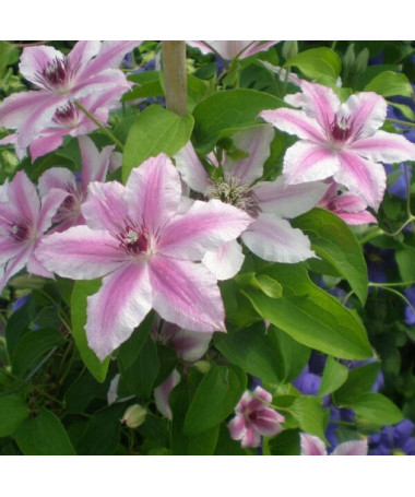 Clematis Carnaby (large‑flowered)  2L