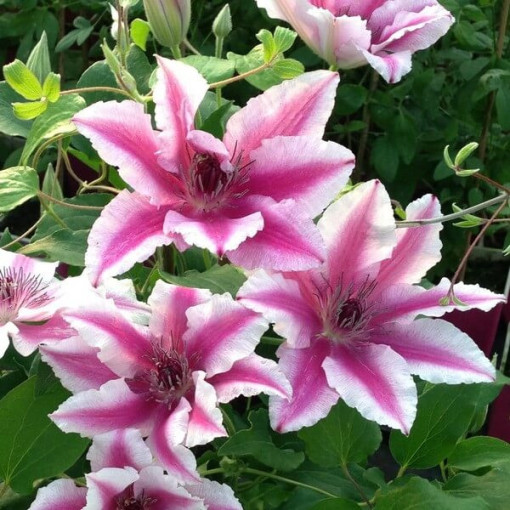 Clematis Carnaby (large‑flowered)  2L