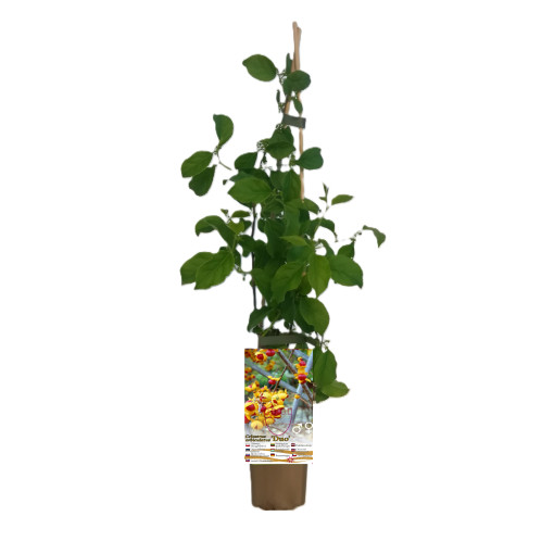 Female variety of the Actinidia plant, Diana, in a 2L pot.