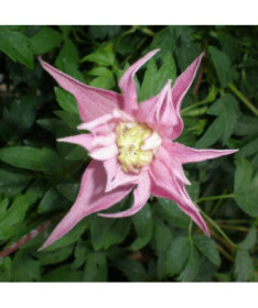 Clematis Markham's Pink (botanical)  4L