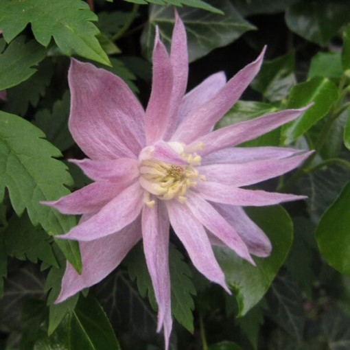 Clematis Markham's Pink (botanical)  4L