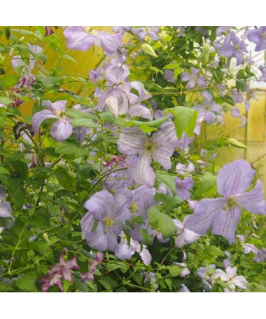 Clematis Blue Angel (viticella)  4L