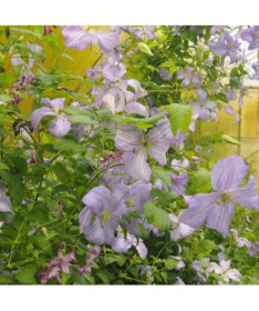 Clematis Blue Angel (viticella)  4L