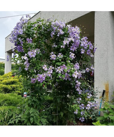 Clematis Blue Angel (viticella)  4L