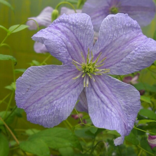 Clematis Blue Angel (viticella)  4L