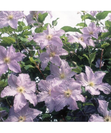Clematis Blue Angel (viticella)  2L