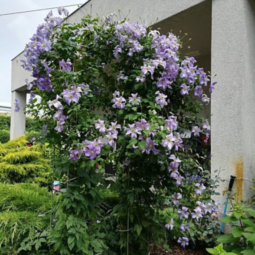 Clematis Blue Angel (viticella)  2L